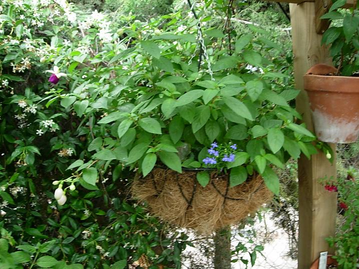 [Foto de planta, jardin, jardineria]