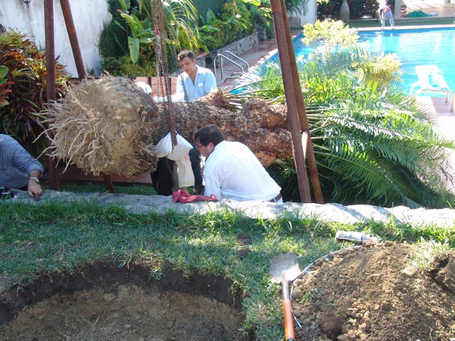 [Foto de planta, jardin, jardineria]