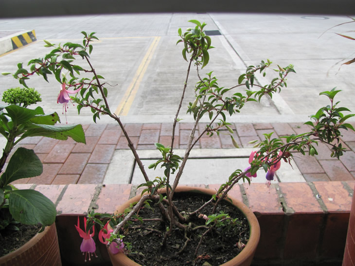 [Foto de planta, jardin, jardineria]