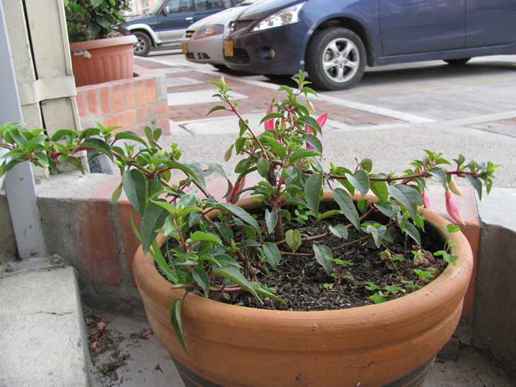 [Foto de planta, jardin, jardineria]