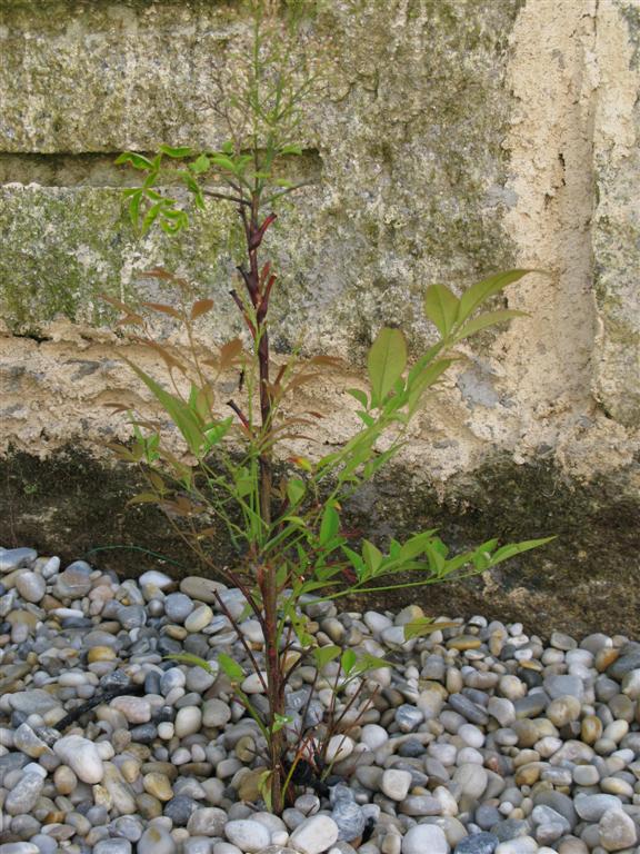 [Foto de planta, jardin, jardineria]