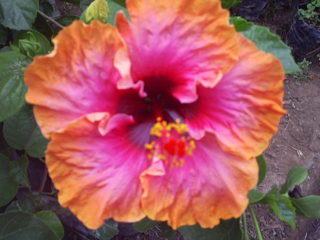 [Foto de planta, jardin, jardineria]