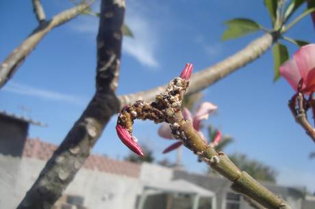 [Foto de planta, jardin, jardineria]