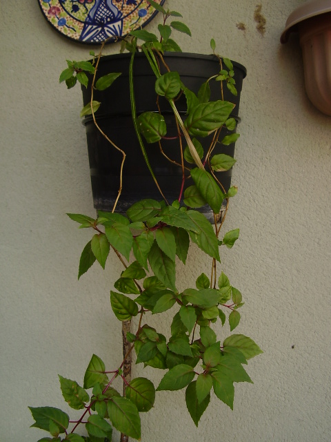 [Foto de planta, jardin, jardineria]