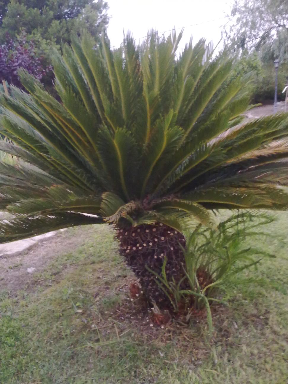 [Foto de planta, jardin, jardineria]