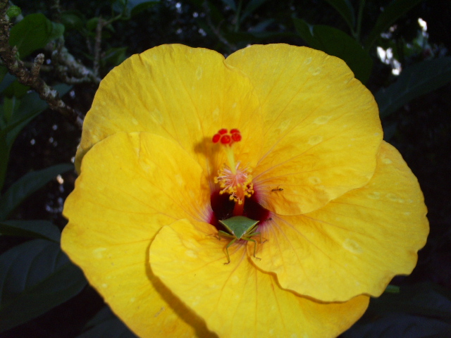 [Foto de planta, jardin, jardineria]