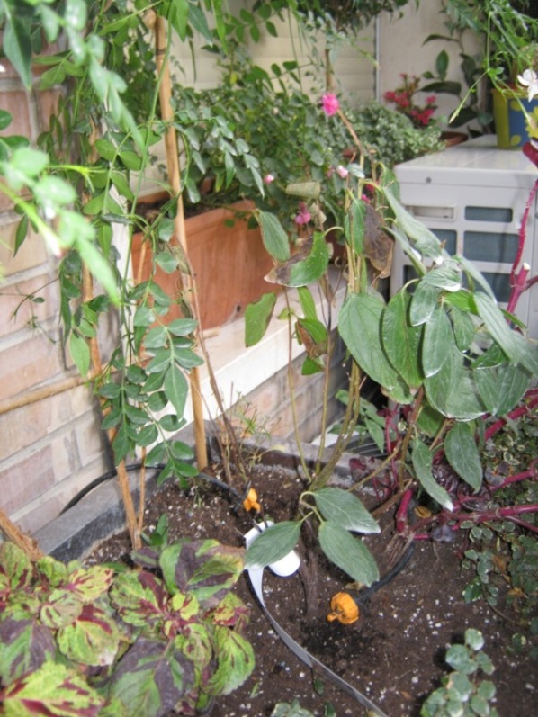 [Foto de planta, jardin, jardineria]