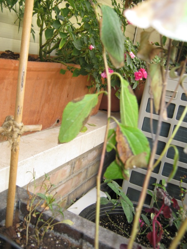 [Foto de planta, jardin, jardineria]