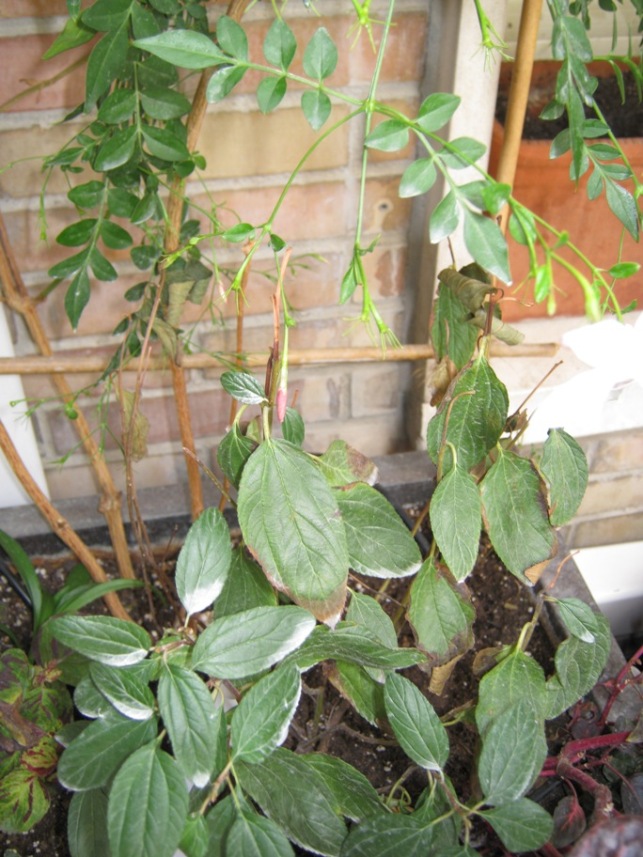 [Foto de planta, jardin, jardineria]