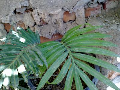 [Foto de planta, jardin, jardineria]