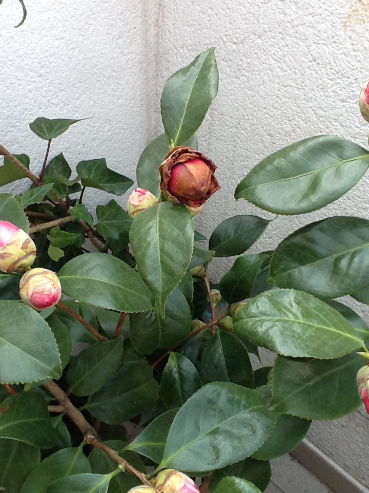 [Foto de planta, jardin, jardineria]