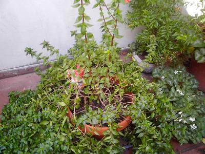 [Foto de planta, jardin, jardineria]