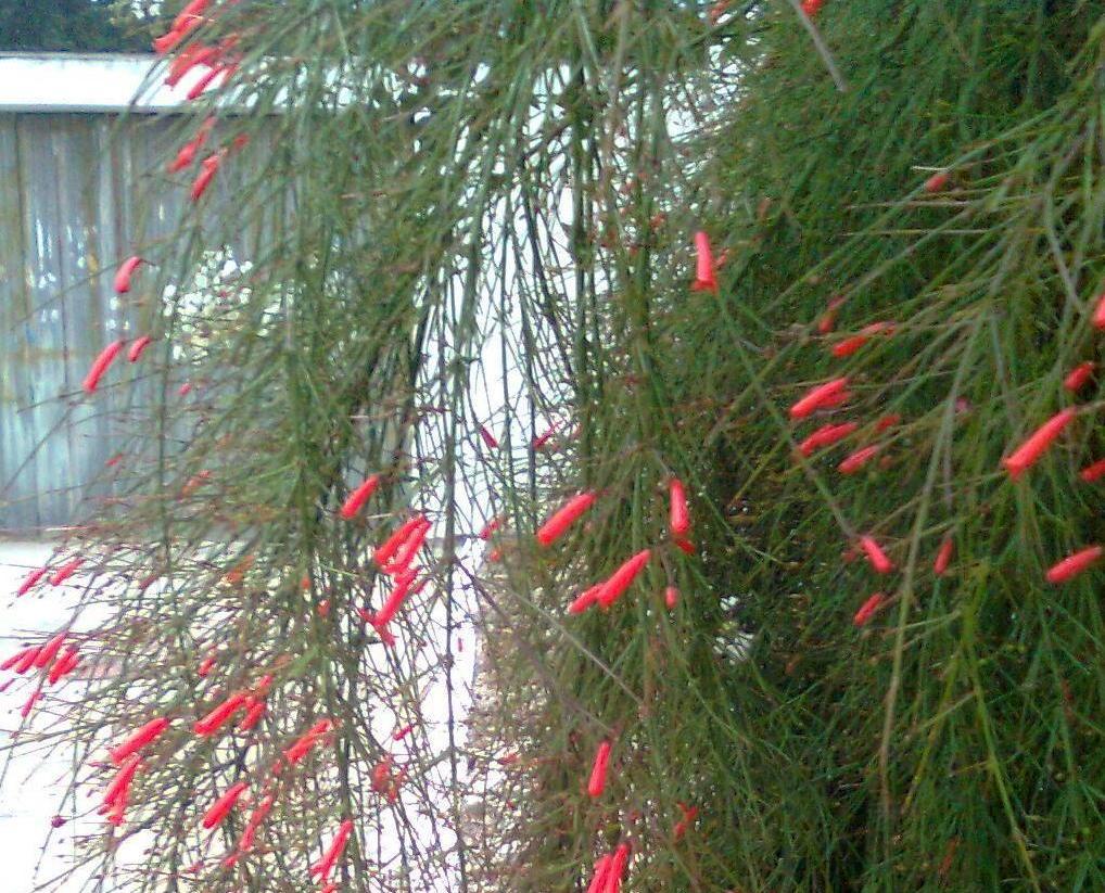 [Foto de planta, jardin, jardineria]