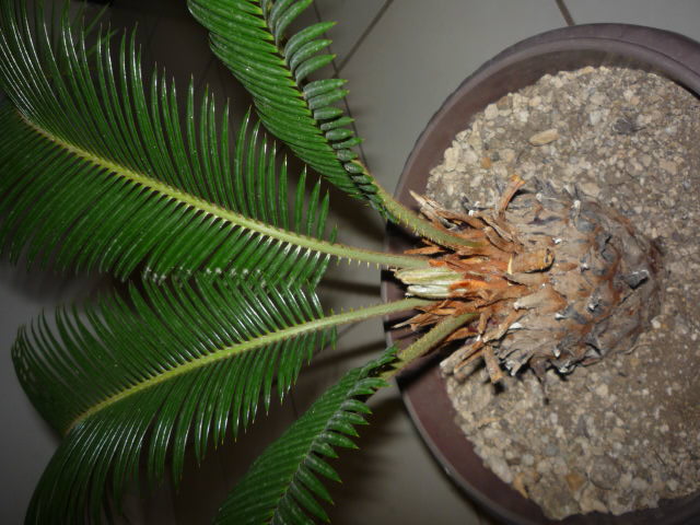 [Foto de planta, jardin, jardineria]