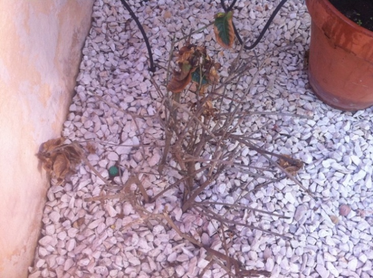 [Foto de planta, jardin, jardineria]