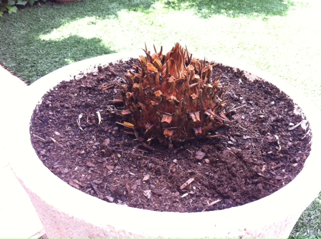 [Foto de planta, jardin, jardineria]