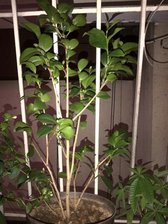 [Foto de planta, jardin, jardineria]