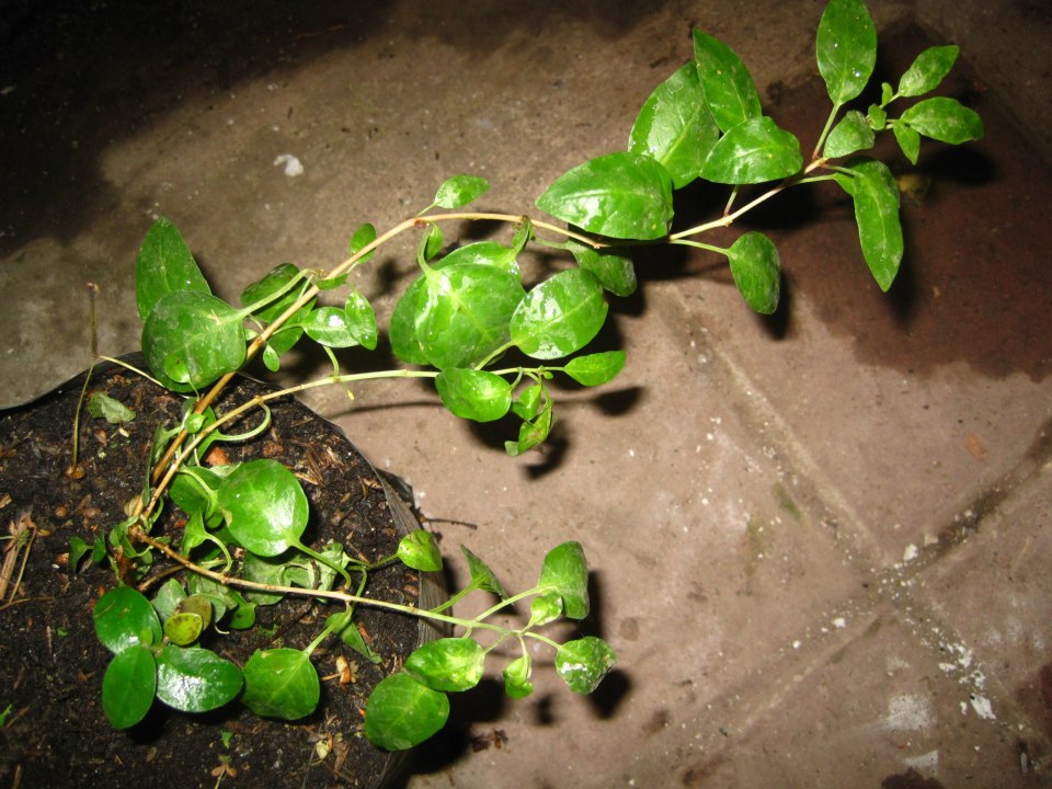 [Foto de planta, jardin, jardineria]