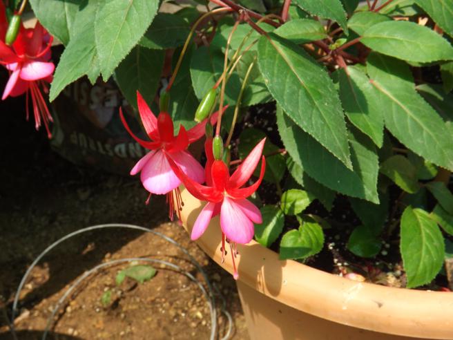 [Foto de planta, jardin, jardineria]