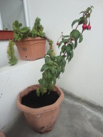 [Foto de planta, jardin, jardineria]