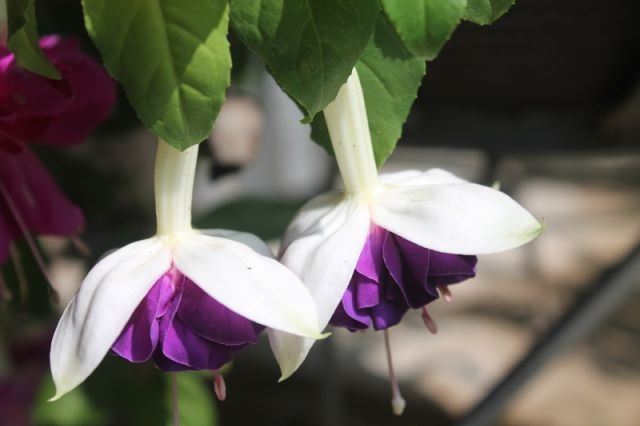 [Foto de planta, jardin, jardineria]