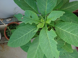 [Foto de planta, jardin, jardineria]