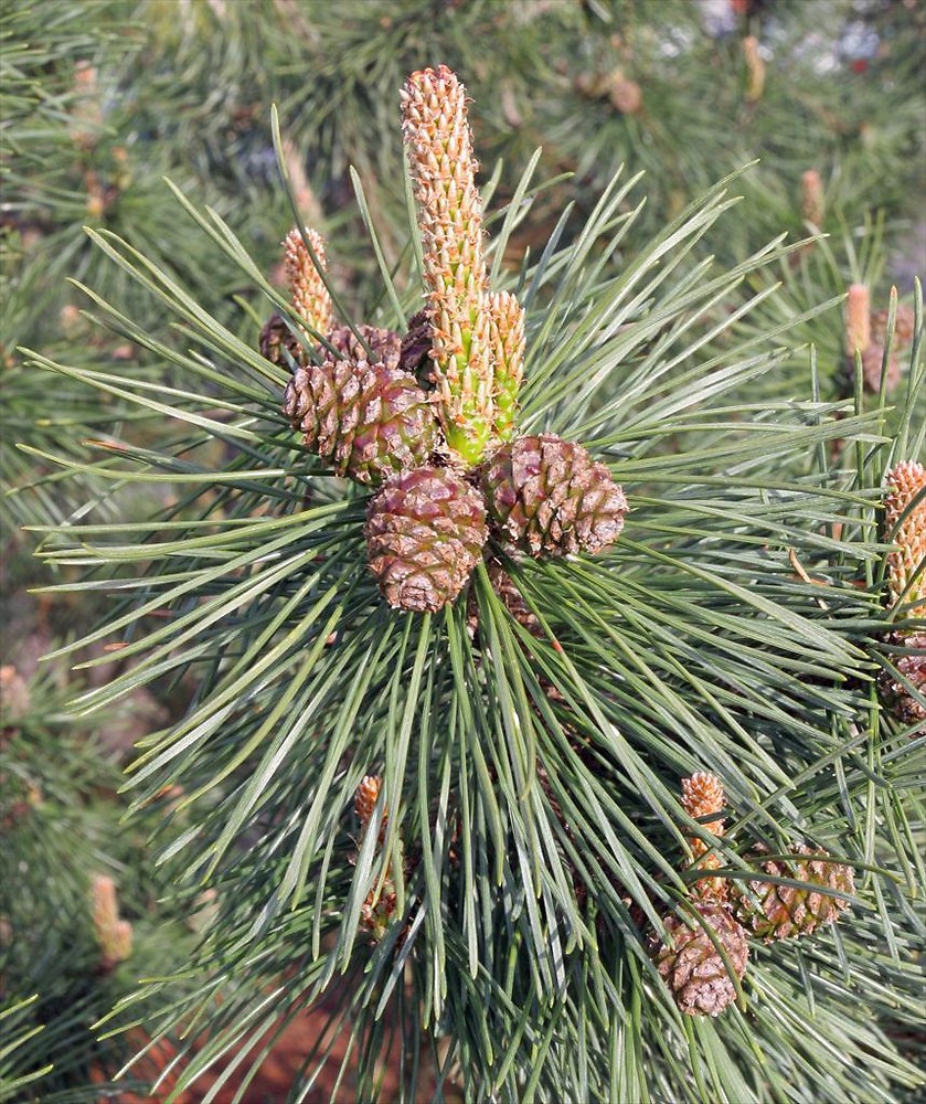 [Foto de planta, jardin, jardineria]