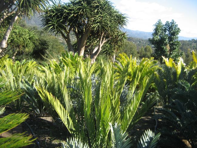 [Foto de planta, jardin, jardineria]