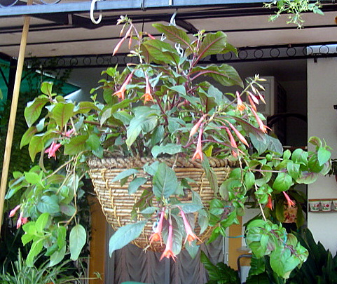 [Foto de planta, jardin, jardineria]