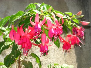 [Foto de planta, jardin, jardineria]