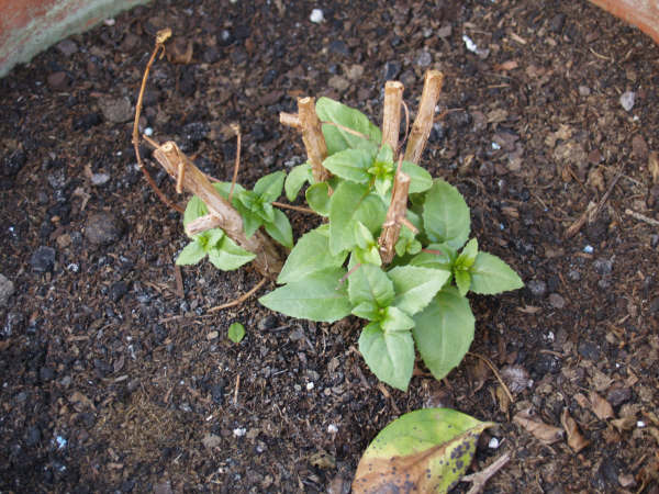 [Foto de planta, jardin, jardineria]