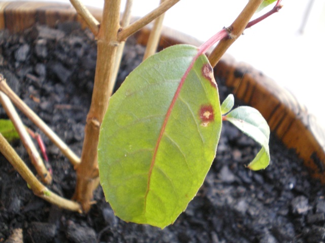 [Foto de planta, jardin, jardineria]