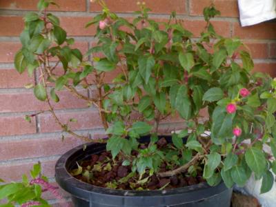 [Foto de planta, jardin, jardineria]