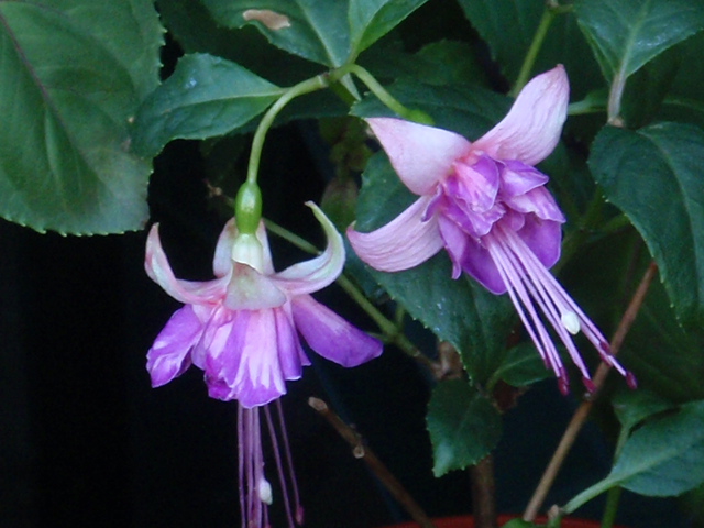 [Foto de planta, jardin, jardineria]