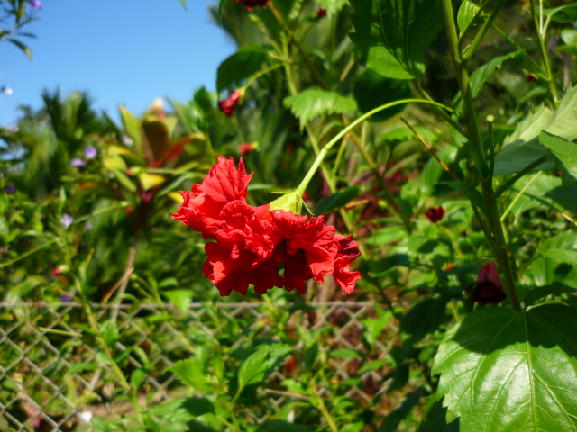 [Foto de planta, jardin, jardineria]