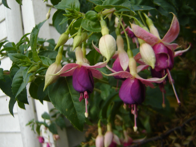 [Foto de planta, jardin, jardineria]