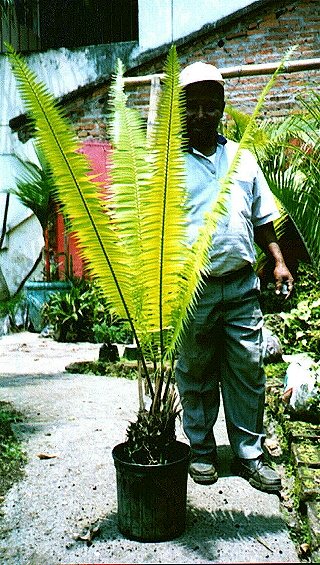 [Foto de planta, jardin, jardineria]