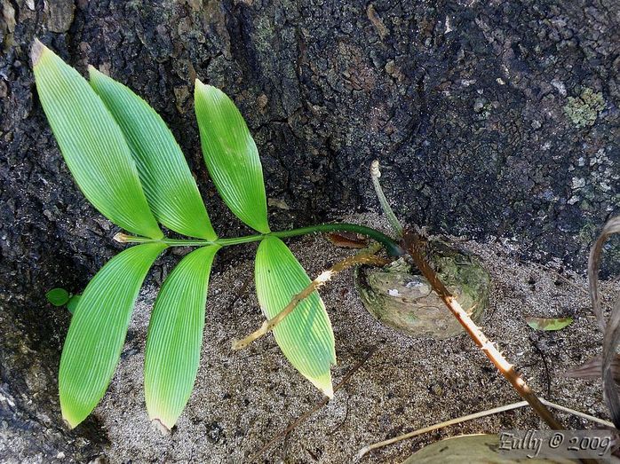 [Foto de planta, jardin, jardineria]