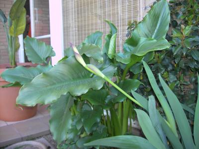 [Foto de planta, jardin, jardineria]