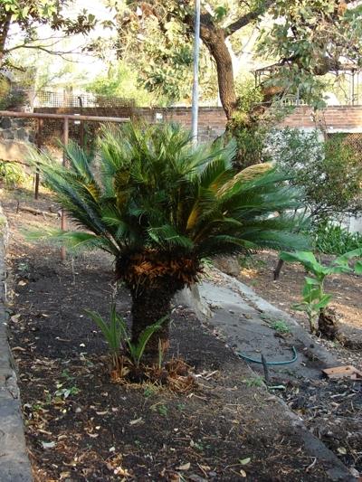 [Foto de planta, jardin, jardineria]