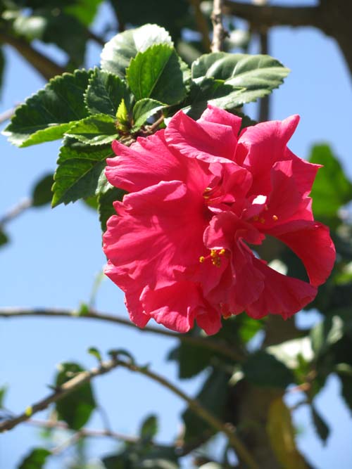 [Foto de planta, jardin, jardineria]