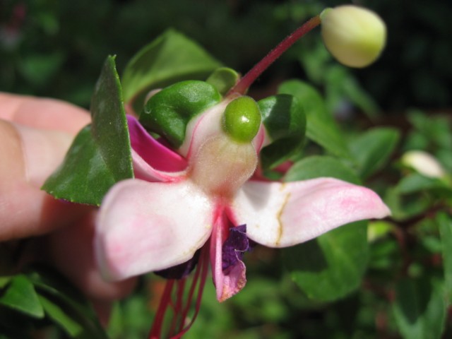 [Foto de planta, jardin, jardineria]