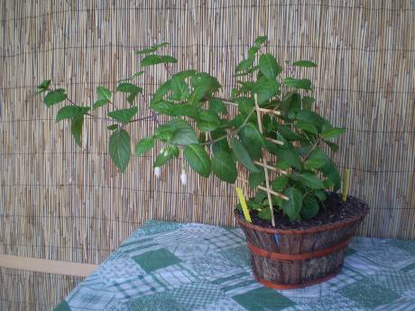 [Foto de planta, jardin, jardineria]