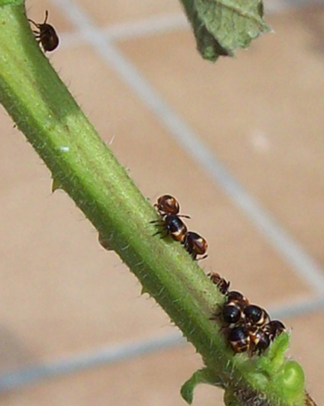 [Foto de planta, jardin, jardineria]