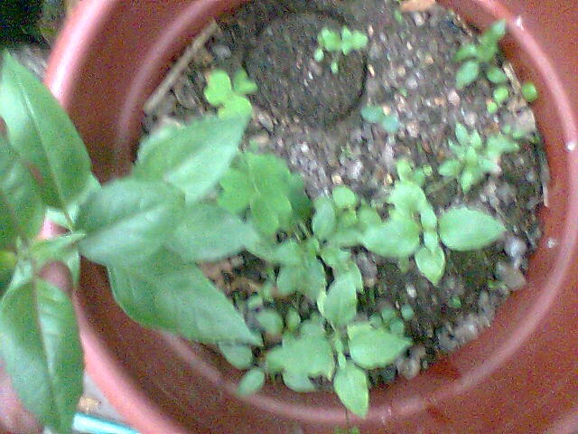 [Foto de planta, jardin, jardineria]
