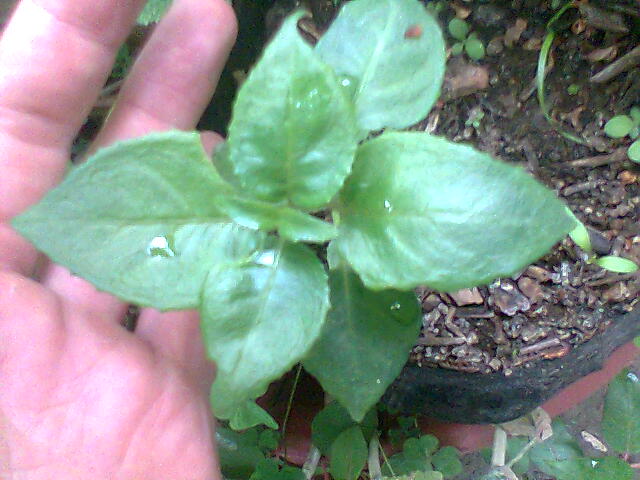 [Foto de planta, jardin, jardineria]