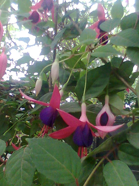 [Foto de planta, jardin, jardineria]