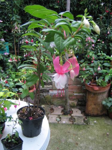 [Foto de planta, jardin, jardineria]