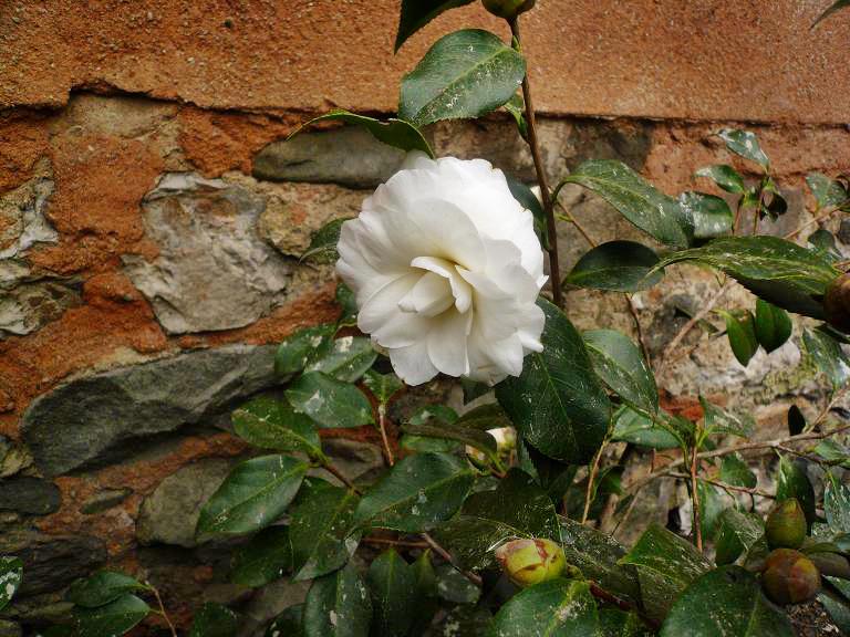 [Foto de planta, jardin, jardineria]