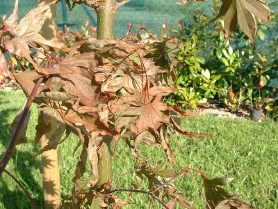 [Foto de planta, jardin, jardineria]